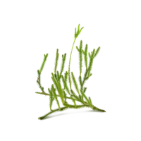 Huperzine A