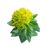 Rhodiola